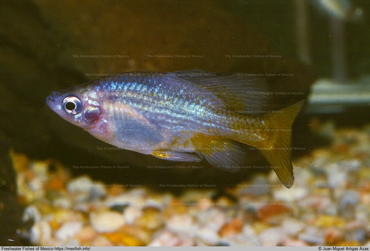 Male in aquarium