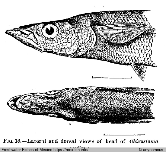 Illustration of Holotype