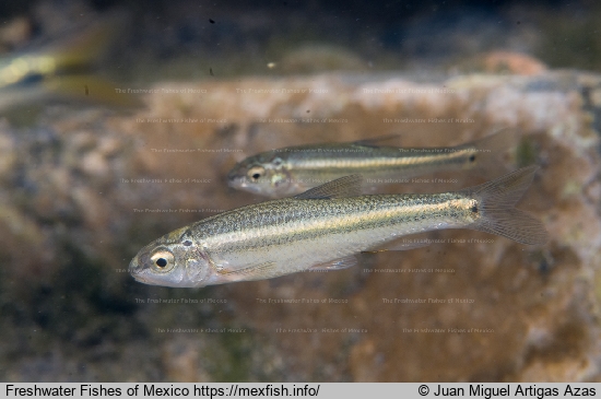 Adults in Sabinas River