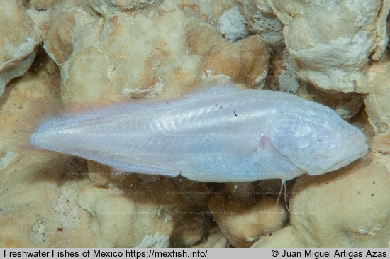 Adult in Misty River cave