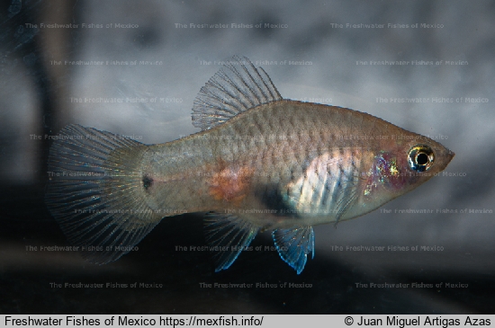 Female from Candelaria River