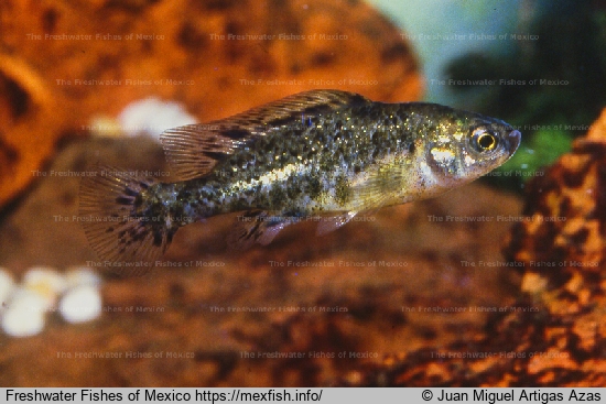 Männchen vom Lago Zacapú