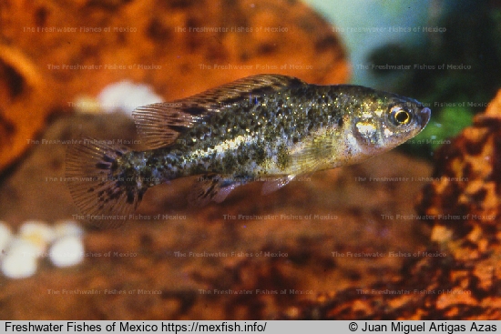 Male from Lake Zacapu