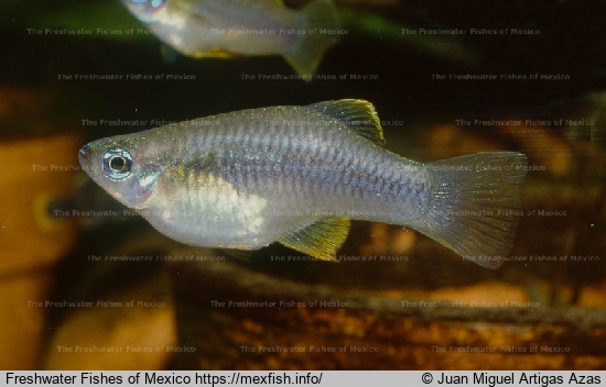Female from La Palma River