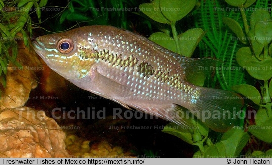 Male from Lake Peten-Itza
