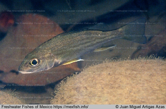 Adult in Sixaola River