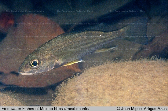 Adult in Sixaola River