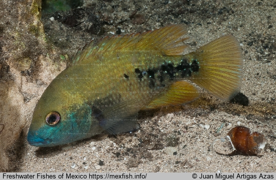 Adult in normal coloration