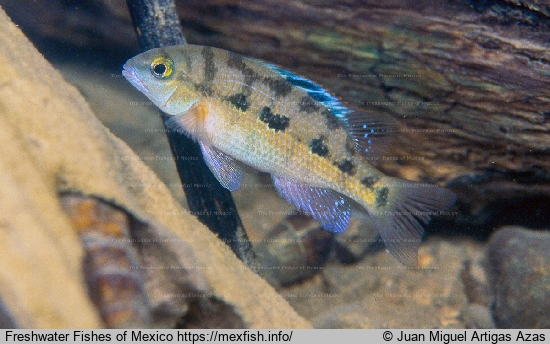 Female in normal coloration