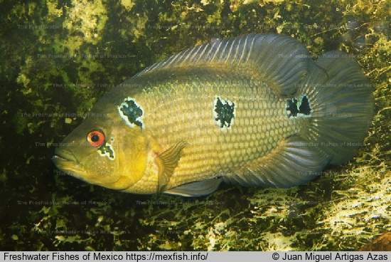 Male from Rio Tehuantepec