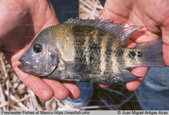 Adult from Tehuantepec River