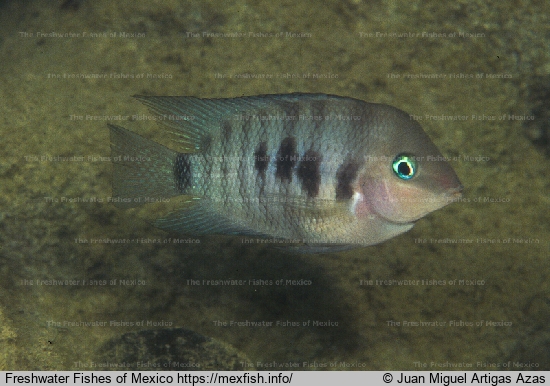 Adult in lake Bacalar