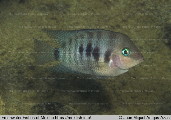 Adult in lake Bacalar